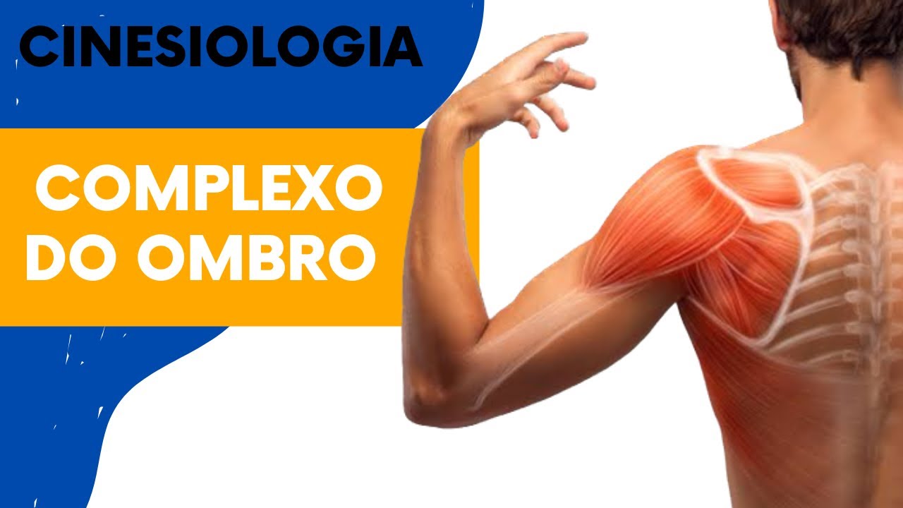 Complexo do ombro : Articulações, ligamentos e músculos .