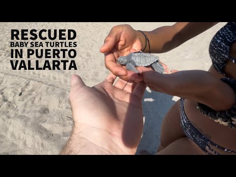 We Rescued 3 Baby Sea Turtles in Puerto Vallarta, Mexico 🇲🇽
