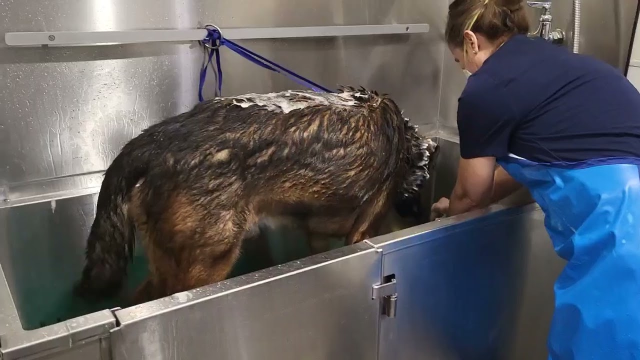 Enlarge Chester, a Adoptable mixed breed in Upland, CA video 6/6