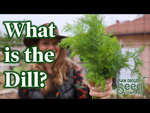 YouTube video about: Why is my dill plant turning yellow?