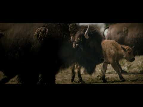 Ferma de bizoni Salonta