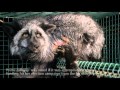 Animal abuse at fur farms supported by the Finnish...