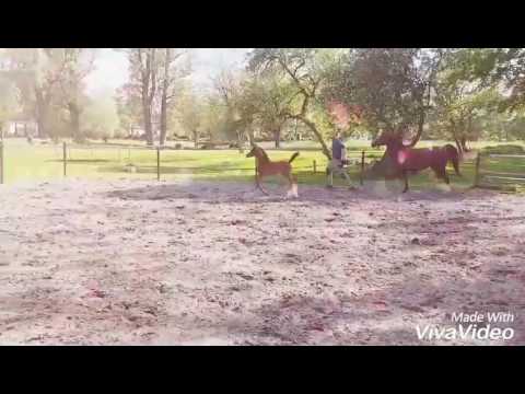 DM Safira, filly by Forelock's Shaheen!!