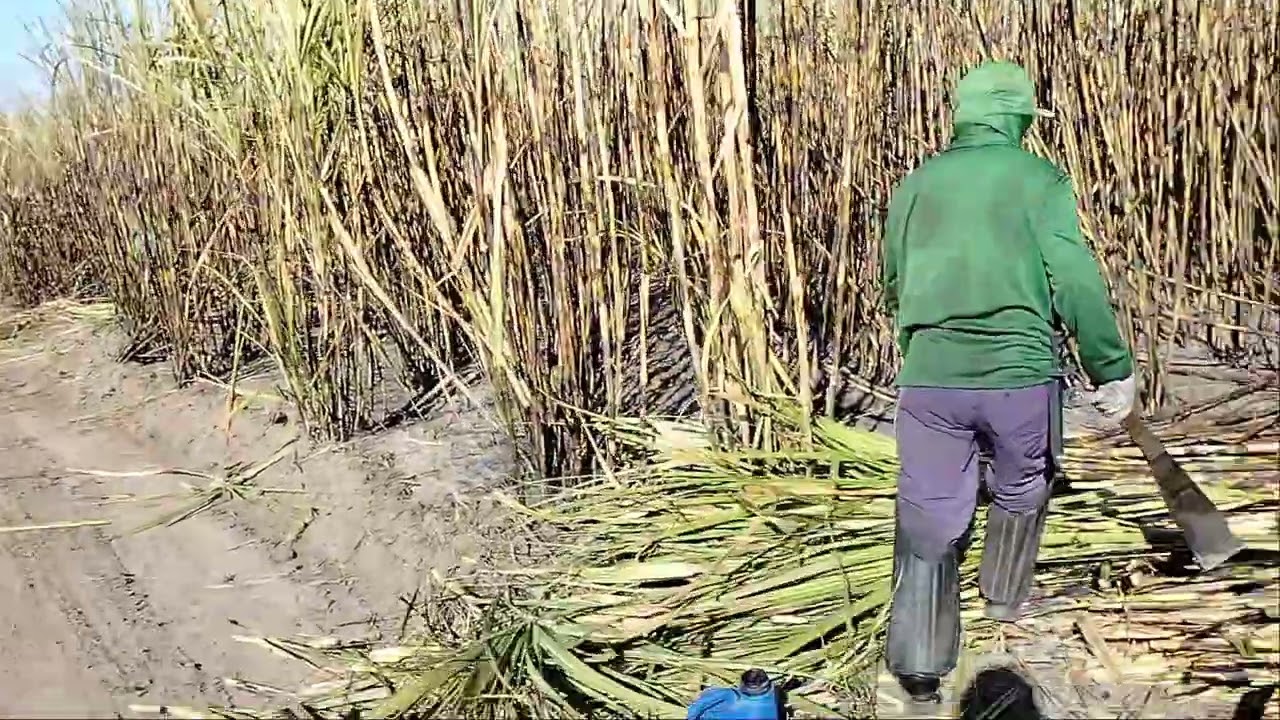 a galera já começou o dia no corte de cana e a gente vai liberar a estrada para o trator passar.
