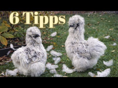 So meistern deine Hühner den Federwechsel ohne Probleme