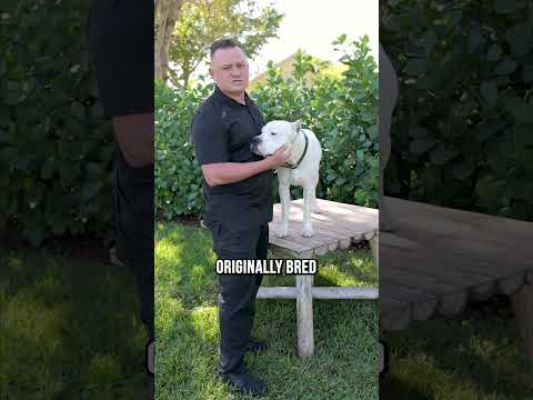 Top 3 Reasons You SHOULDN’T Buy a Dogo Argentino