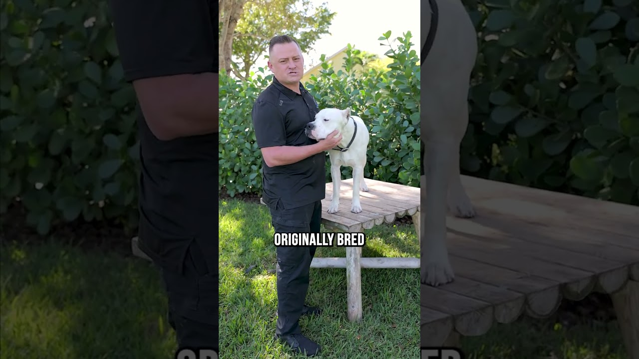 Watch video Top 3 Reasons You SHOULDN’T Buy a Dogo Argentino Now Top 3 Reasons You SHOULDN’T Buy a Dogo Argentino