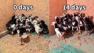 Download lagu How to Care for Chicks Aged 0 Days to 14 Days mp3