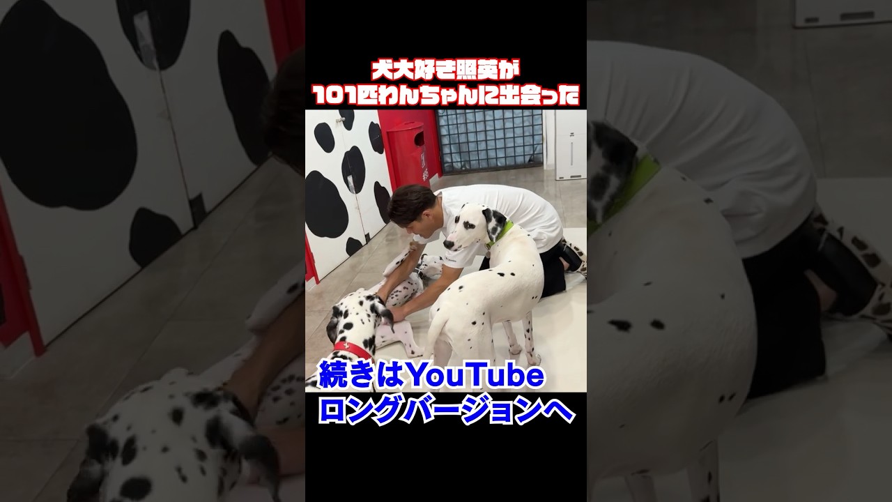 #照英 #愛犬 #cafe #ダルメシアン #いやしわんこ #可愛い