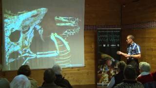 Dinosaurs of the 21st Century: masters of the sky