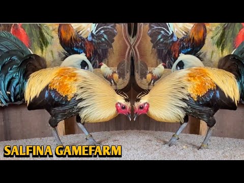 Black Toppy Grey Sweater Brownred - SALFINA FARM