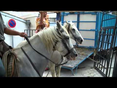 Bulls Running The French Streets Of Provence (2012)