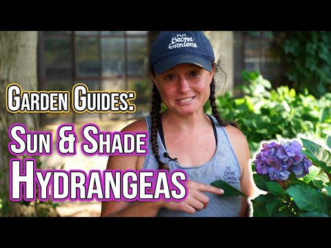 What Hydrangeas Should I Plant?