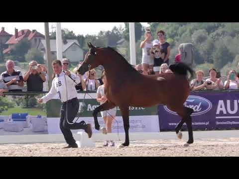 CALATEON, Kraków Show 2017