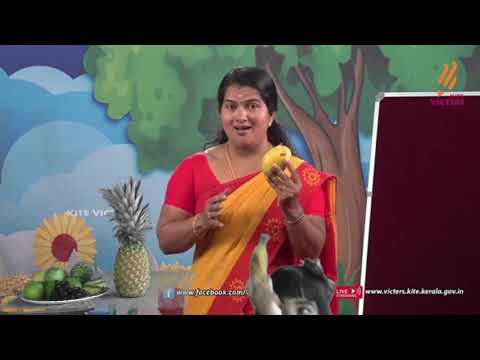 Kindergarten | Fruits 67 | Kilikonchal Anganwadi | അങ്കണവാടി  കിളികൊഞ്ചൽ | आंगनवाड़ी आशा | പഴങ്ങൾ
