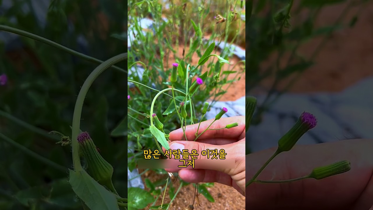 어르신들이 귀하게 여기는 풀