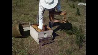preview picture of video 'mehmet candan'ın arılarından oğul alma videosu'