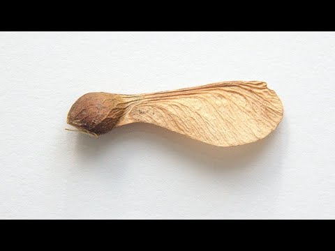 YouTube video about: Will maple tree seeds hurt my dog?