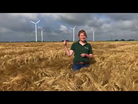 Landessortenversuch Wintergerste Digitaler Feldtag LKSH