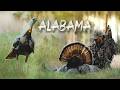 CALLING IN TWO HOT AFTERNOON GOBBLERS Alabama Turkey Hunting They Came FAST