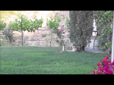 THE RABBITS OF CHURON WINERY TEMECULA, CALIFORNIA