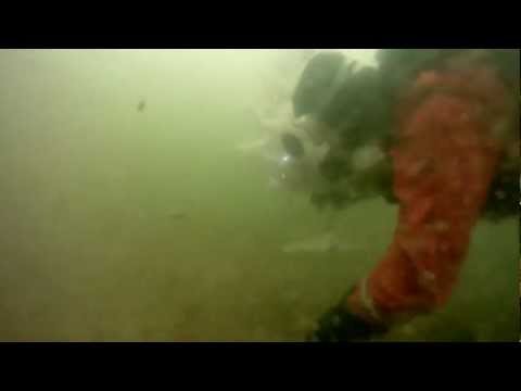 2012/12/22 xmas diving Taiga - Weihnachtstauchen in der Taiga / Bernburg