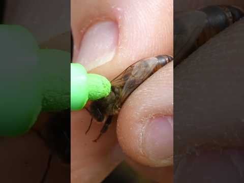 This is how Queen Bee is Installed in Farm.