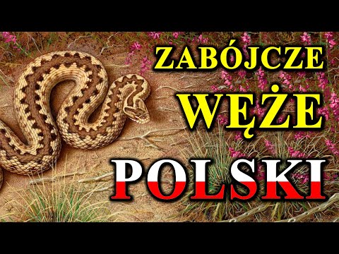 Can Any Polish Snake Kill? 🐍