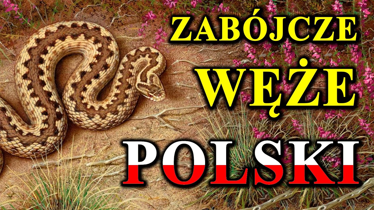 Każdy Polski Wąż Może Zabić 🐍