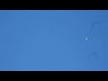 Ring Billed Gulls Over Tattnall Square Park