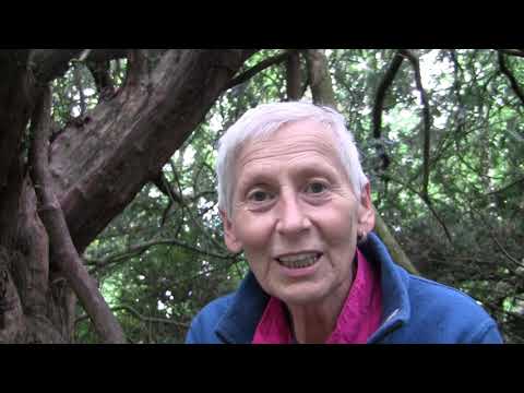 Eibe Baumheilweisen von Amati Holle