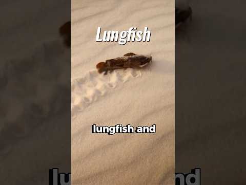 THIS FISH CAN SURVIVE ON LAND #randomstuff