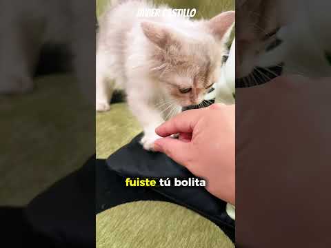 ¿Qué Gato Fue? ¿Puedes Adivinarlo?