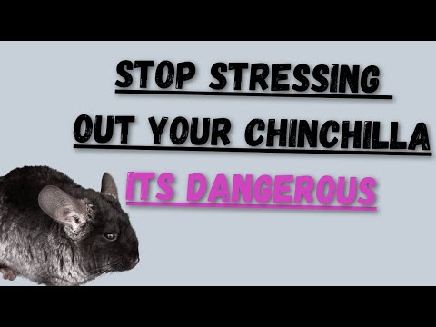 Is Your Chinchilla Stressed? Chinchilla Stress and How To Deal With It