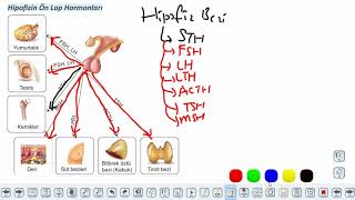 Eğitim Vadisi AYT Biyoloji 2.Föy Endokrin Sistem - Duyu Organları 1 Konu Anlatım Videoları