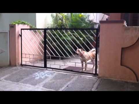 Dogs Love Dhruva Krishnan