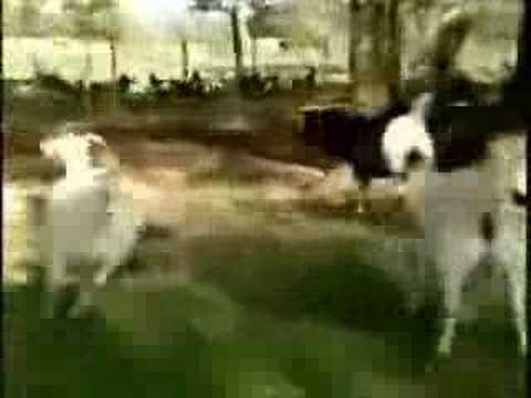 OMG Fainting Goats - Strange But True - Weird Animals