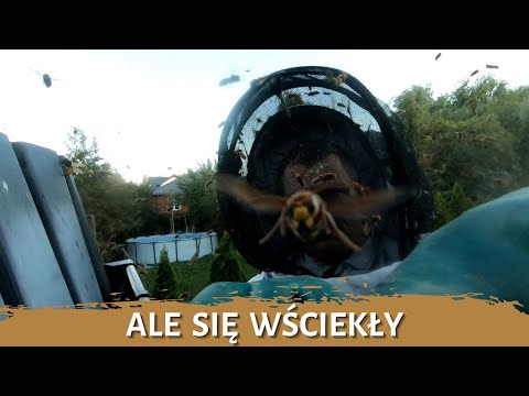 Ale się wściekły - usuwanie gniazda - likwidacja gniazda - gniazdo szerszeni