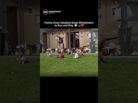 Family Gives Disabled Dogs Wheelchairs to Run and Play 🐶🦽❤️