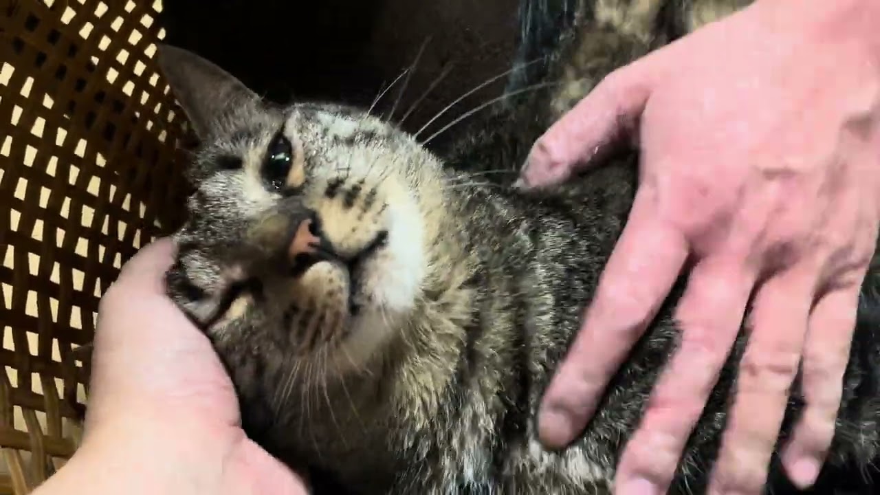 空の誕生日カウントダウン Counting down to the Kuu's 7th birthday