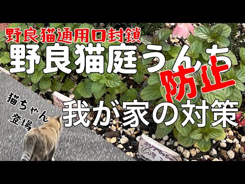 Eine Katze steckt ihren Kopf in einem Blumentopf und die Pflanze liegt daneben.