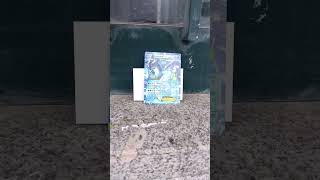 Epic Card Hunt Adventure: Discover Rare Pokémon TCG Finds in Castelo Branco! #pokemontcg