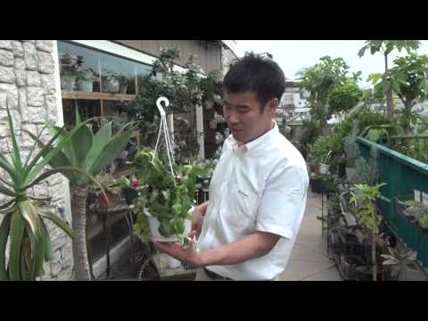 ドラゴンフルーツ、ピタハヤ 植物