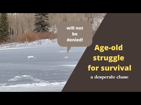 Ermine hunts snowshoe hare