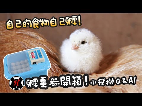 , title : '【雞】食物自己孵!孵蛋器開箱!鵪鶉Q&A!【簡芝開箱】小雞01'