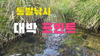 갈대밭에 통발을 설치했더니!!! 고급어종이 바글바글 통발낚시 포인트 중요성