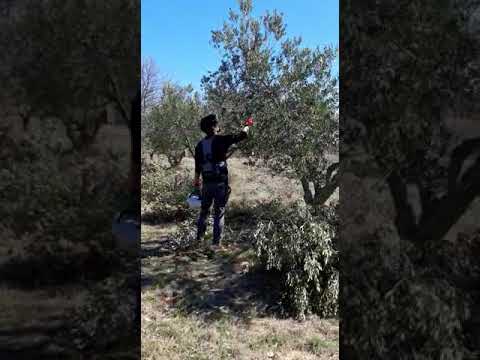 Rezidba maslina u polikonične vaze