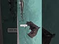 Bat Gets Rescued After Getting Stuck In Pool