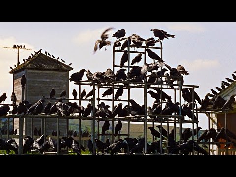 The Birds (1963) Trailer