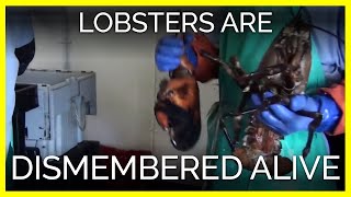 Lobsters Are Dismembered Alive